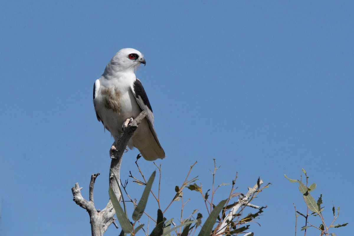 Letter-winged Kite - ML623278104