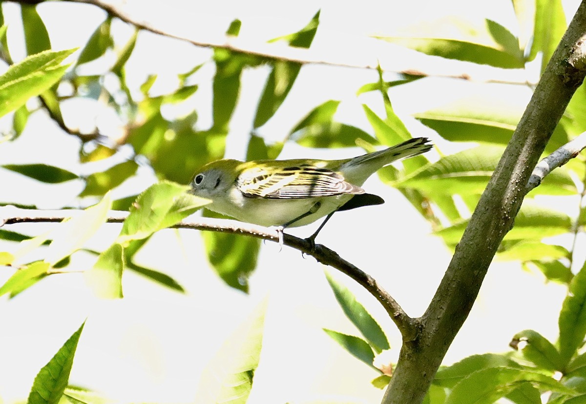 Chestnut-sided Warbler - ML623278106
