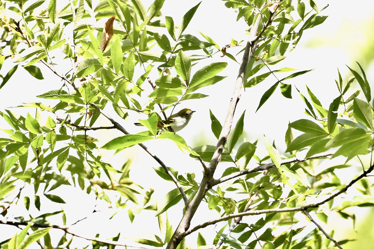Chestnut-sided Warbler - ML623278107