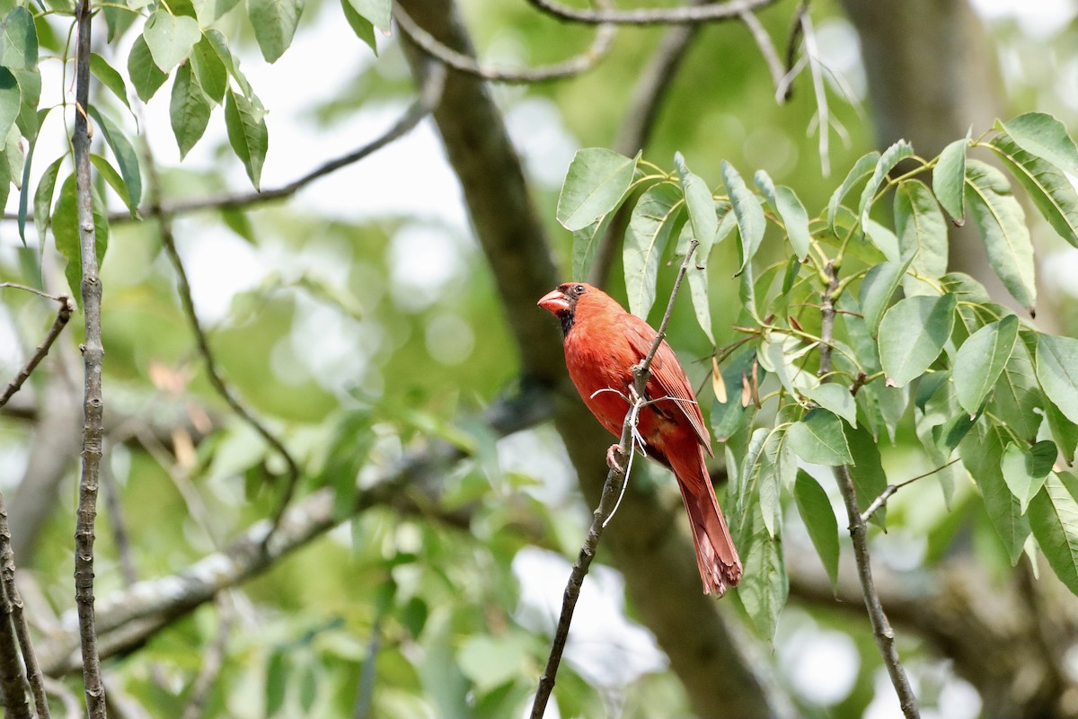 Northern Cardinal - ML623278123