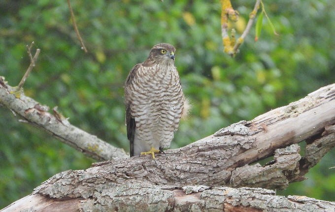 Eurasian Sparrowhawk - ML623278150