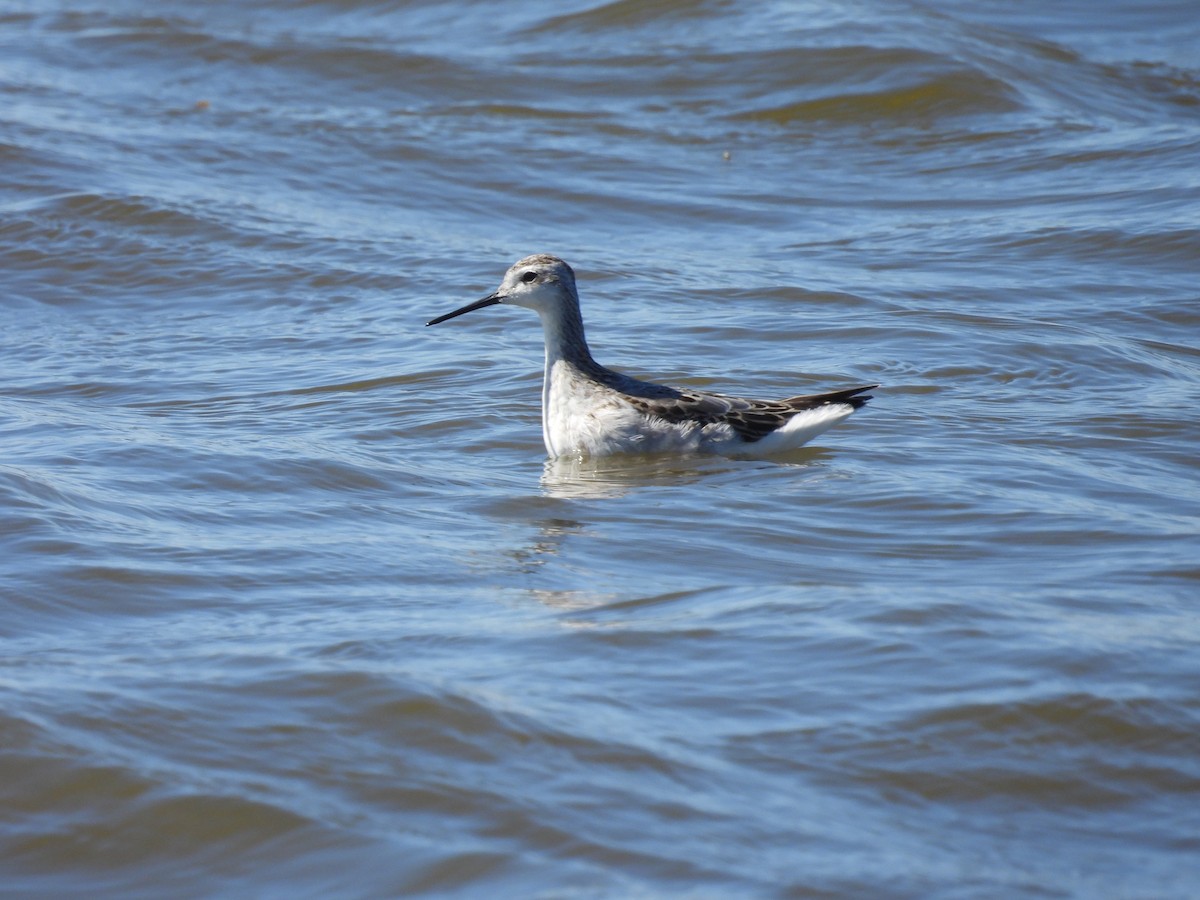 Wilson's Phalarope - ML623278164