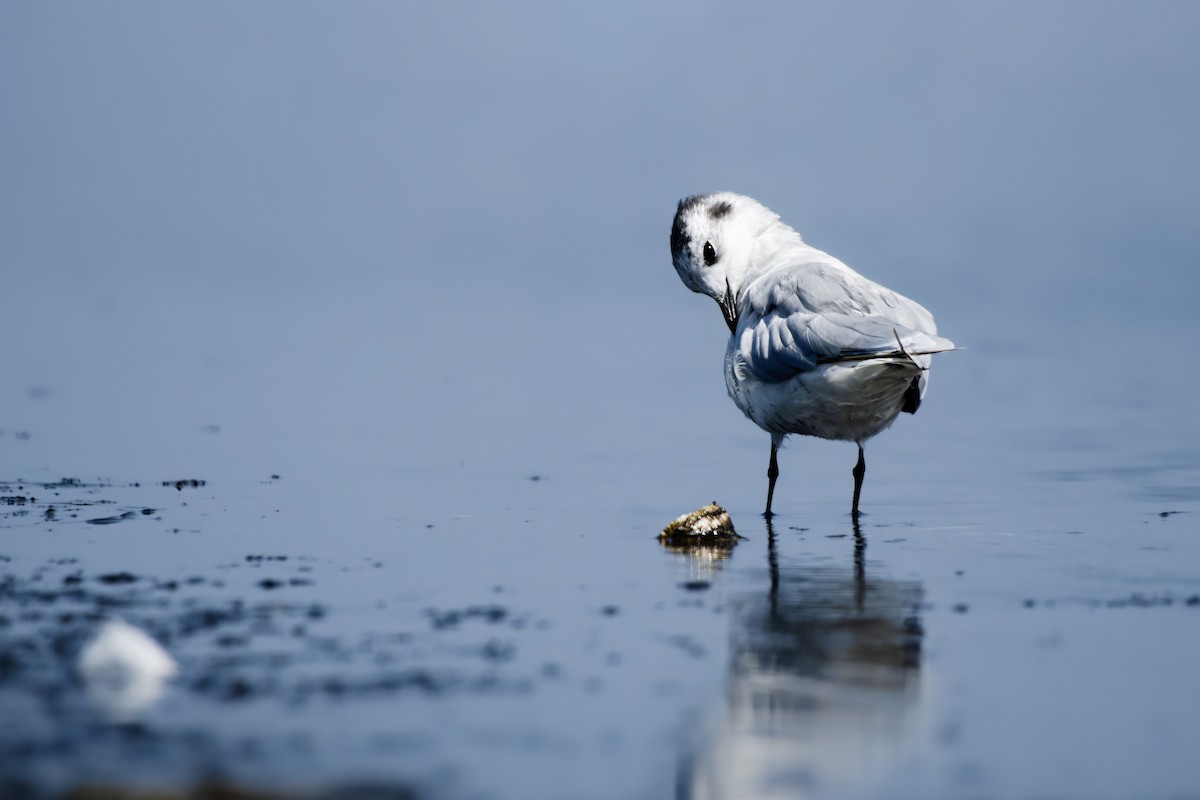 Gaviota Enana - ML623278176