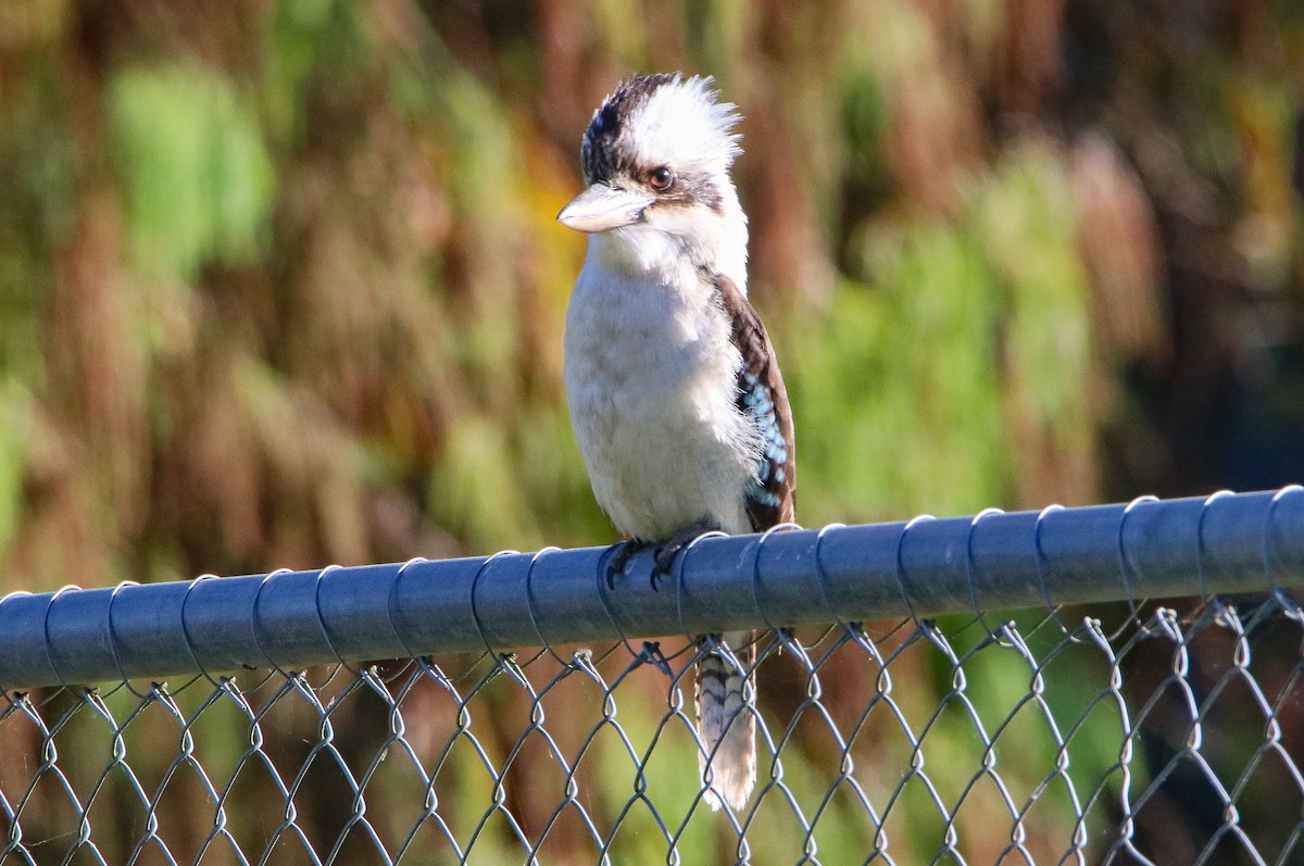 Laughing Kookaburra - ML623278213