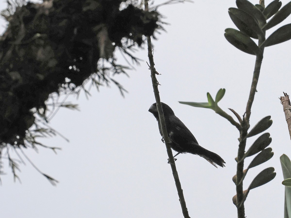 Thick-billed Seed-Finch - ML623278258