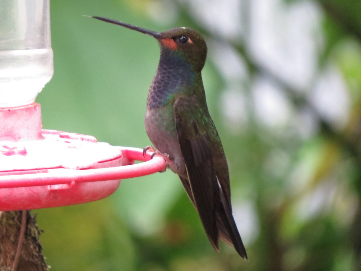 Colibrí de Bouguer Occidental - ML623278297