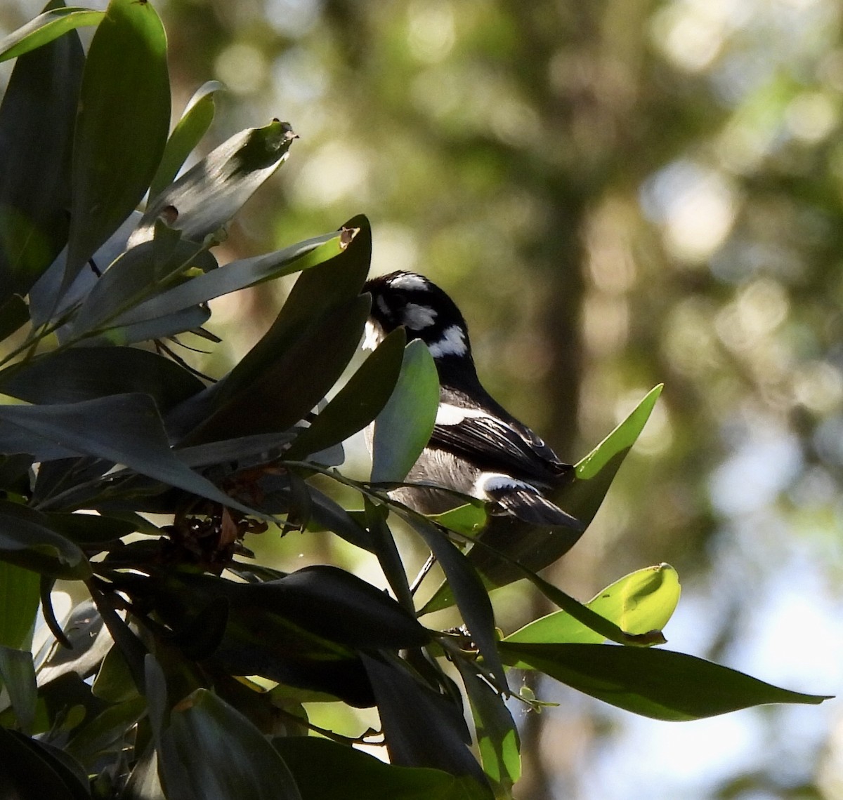 White-eared Monarch - ML623278314