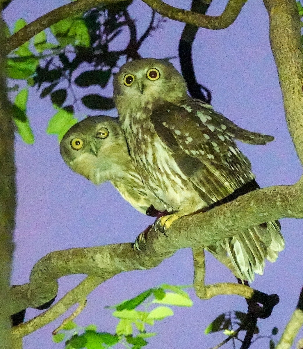 Barking Owl - ML623278320