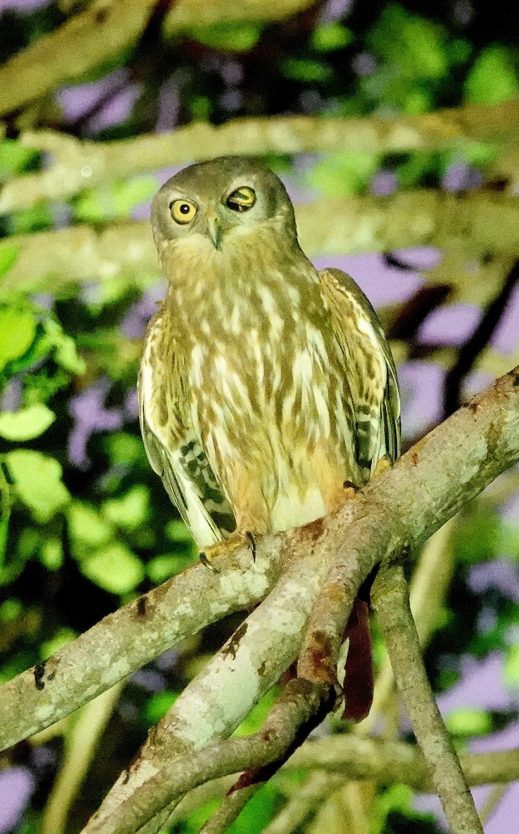 Barking Owl - ML623278321