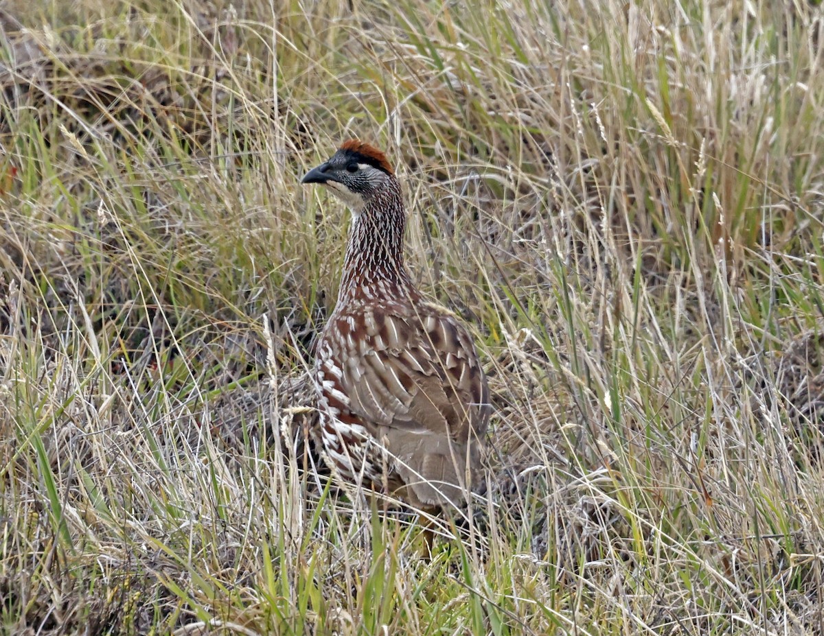 Francolin d'Erckel - ML623278328