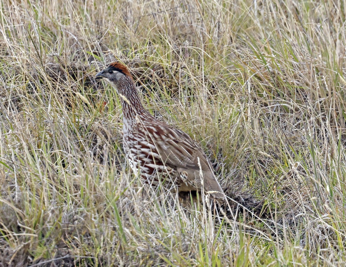 Erckel's Spurfowl - ML623278330