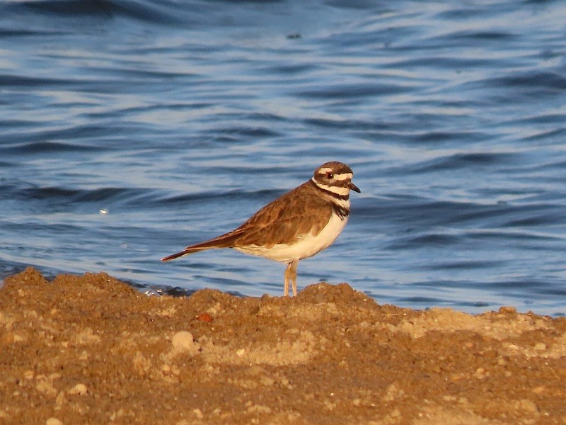 Killdeer - ML623278331