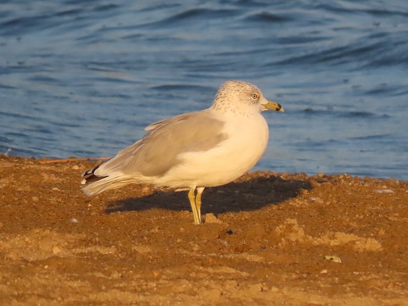 Ring-billed Gull - ML623278336