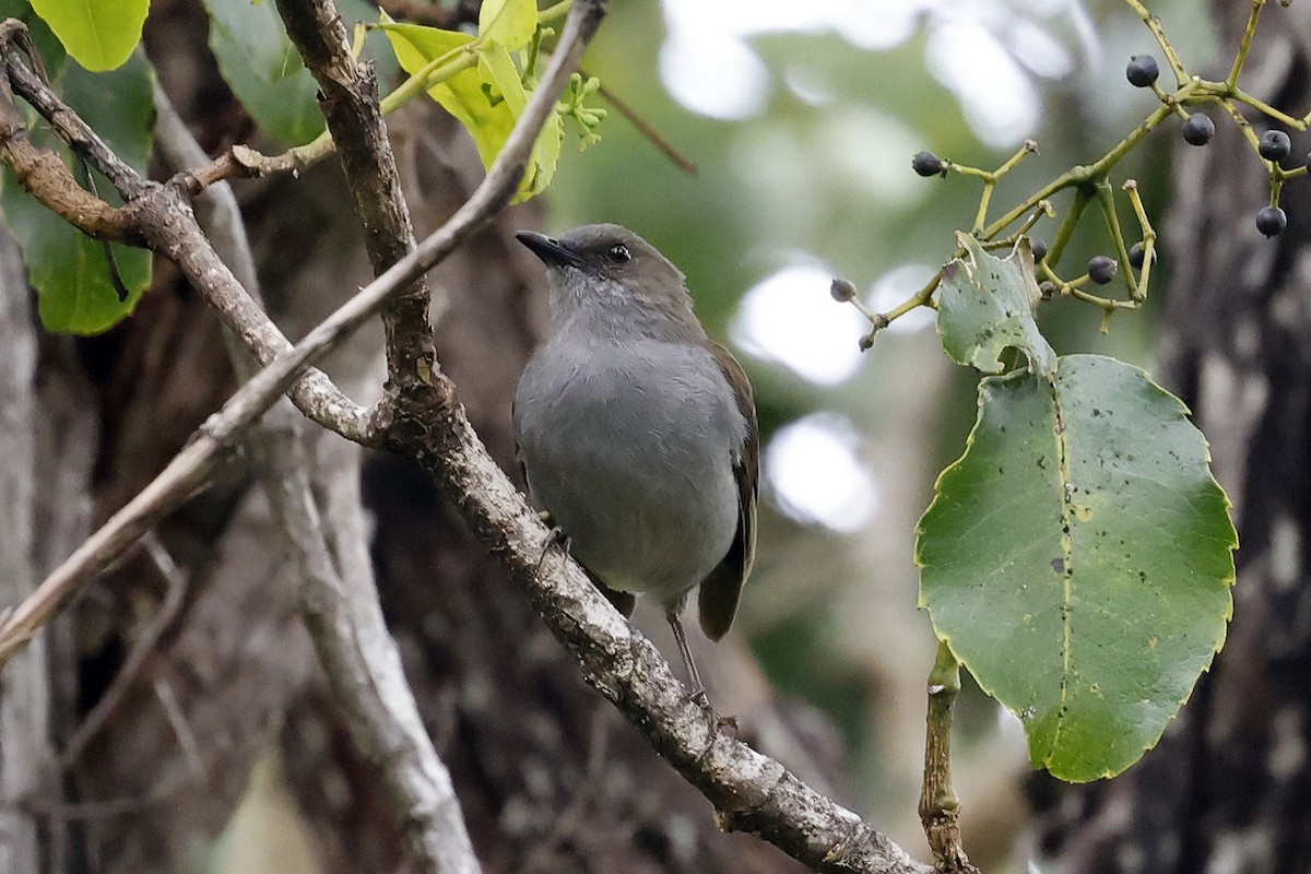 Solitario Omao - ML623278343