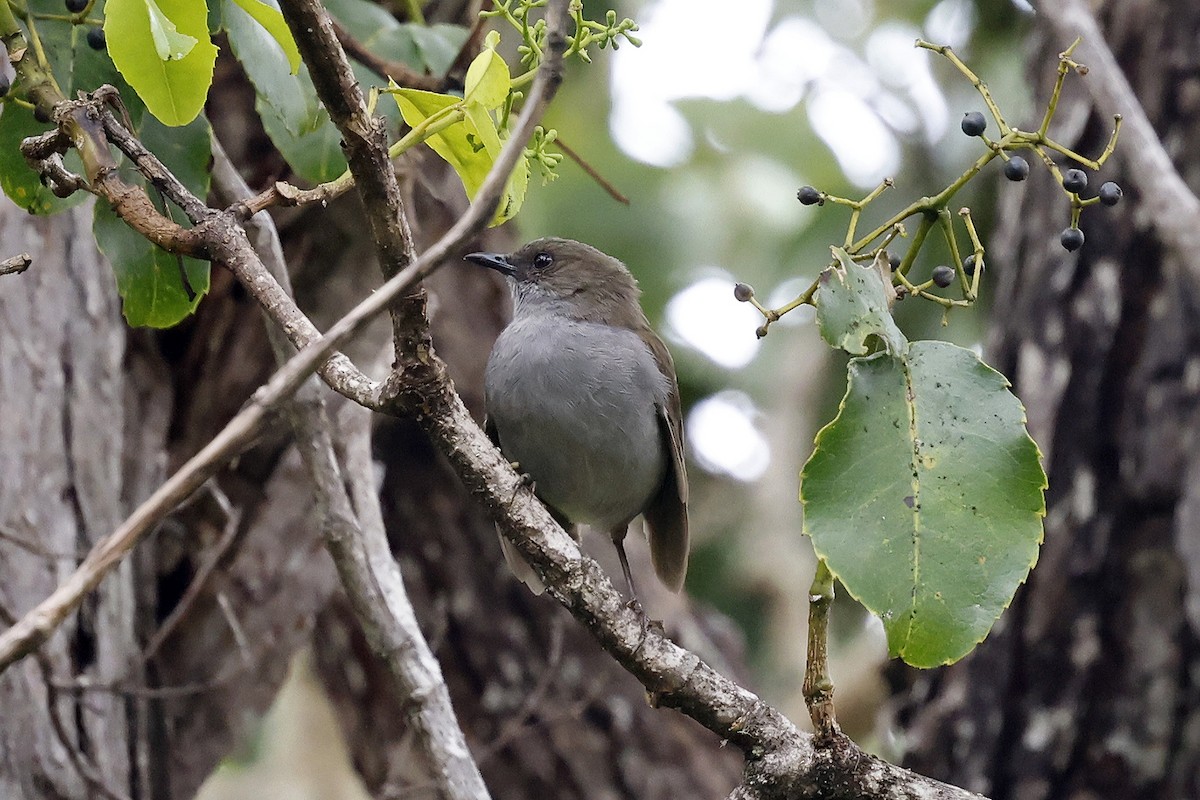 Solitario Omao - ML623278344