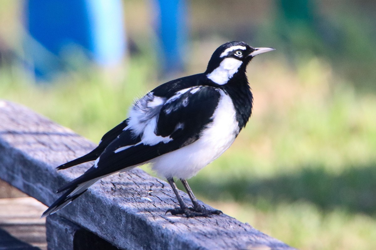 Magpie-lark - Sandra Gallienne