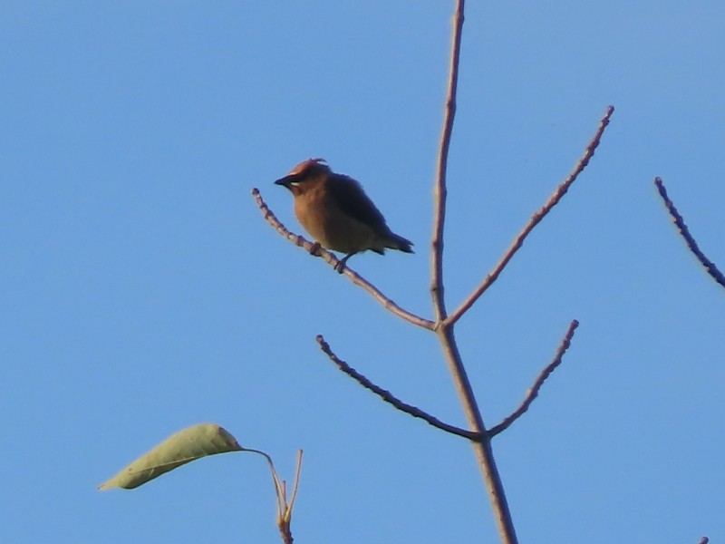 Cedar Waxwing - ML623278375