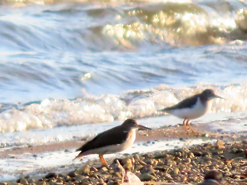 Spotted Sandpiper - ML623278461