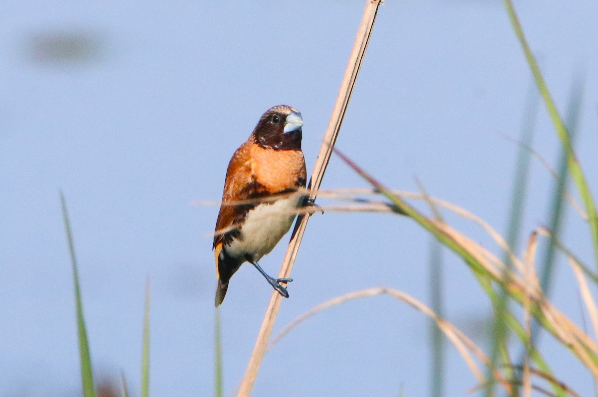 Chestnut-breasted Munia - ML623278511