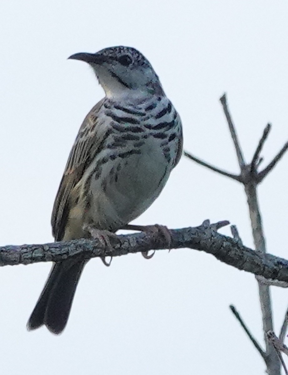 Bar-breasted Honeyeater - ML623278528