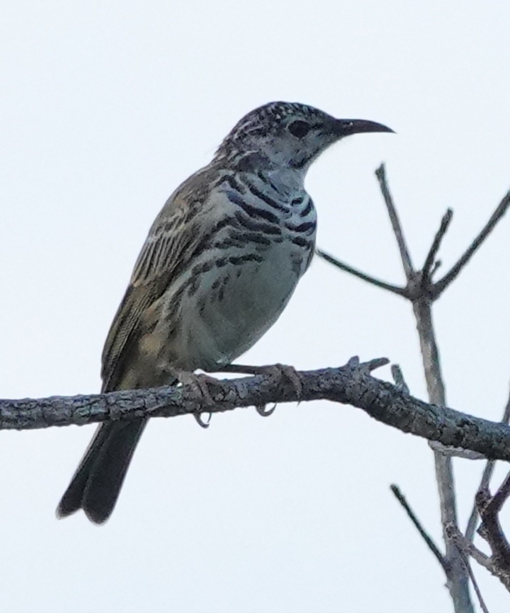 Bar-breasted Honeyeater - ML623278529