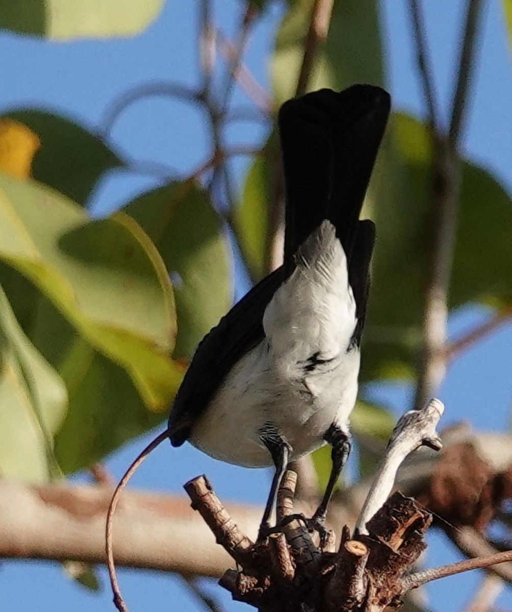 Paperbark Flycatcher - ML623278543