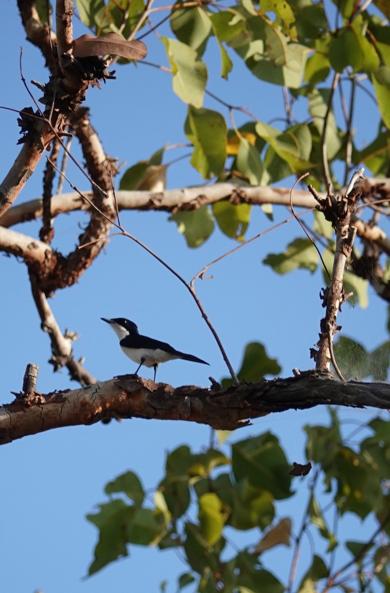 Paperbark Flycatcher - ML623278544