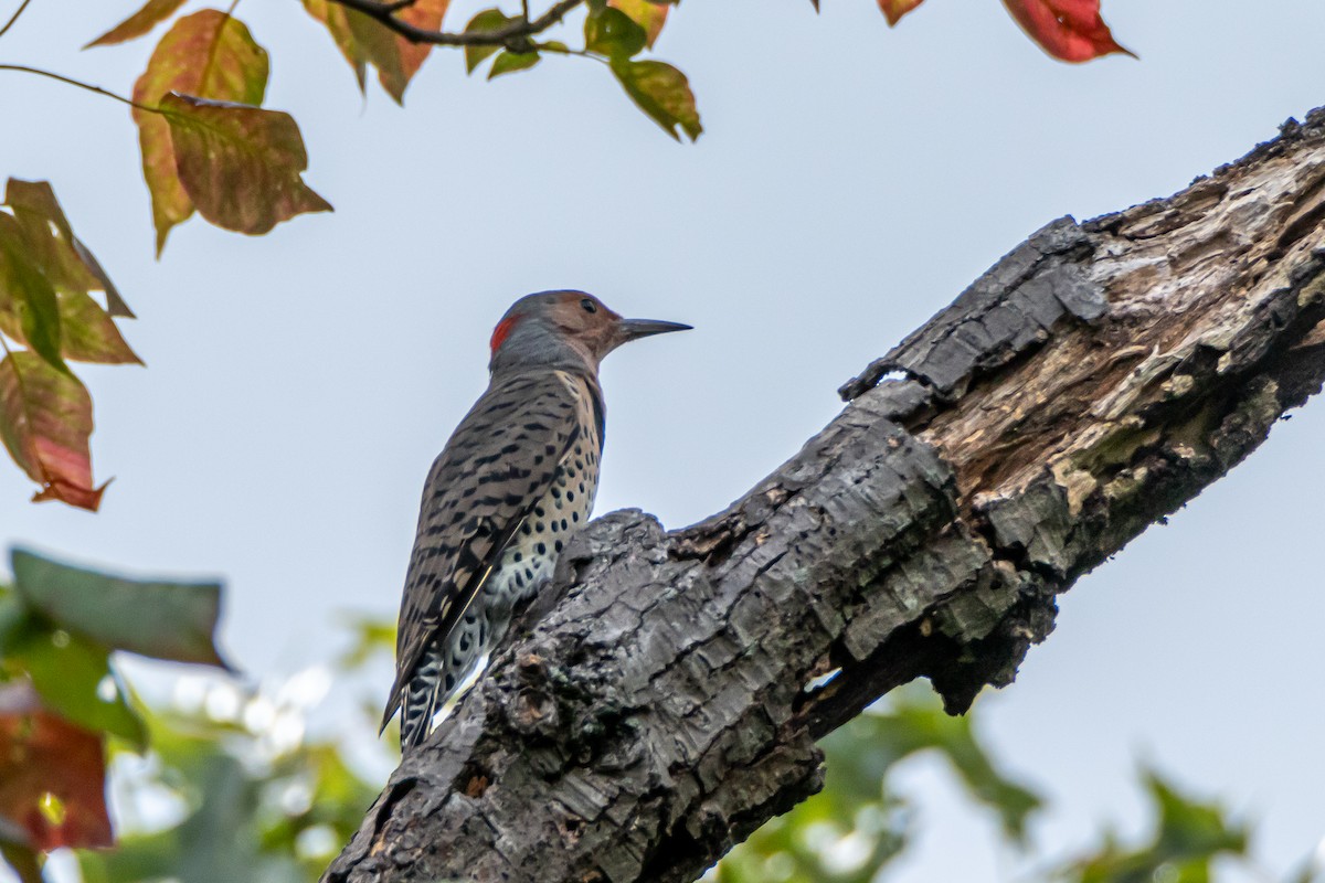 Northern Flicker - ML623278575