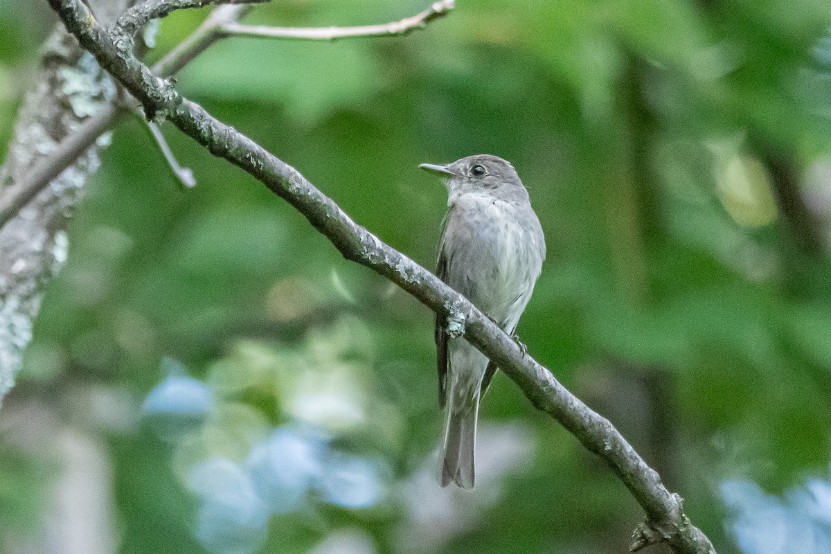 Eastern Wood-Pewee - ML623278579