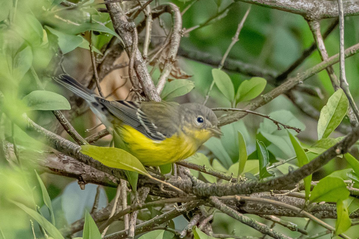 Magnolia Warbler - ML623278591