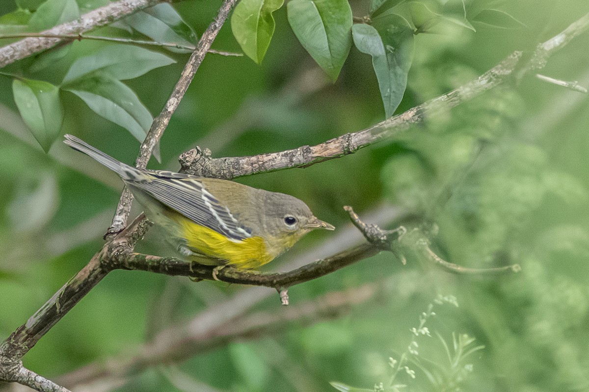 Magnolia Warbler - ML623278592