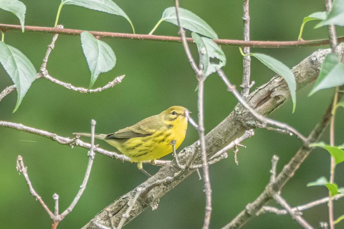 Prairie Warbler - ML623278608