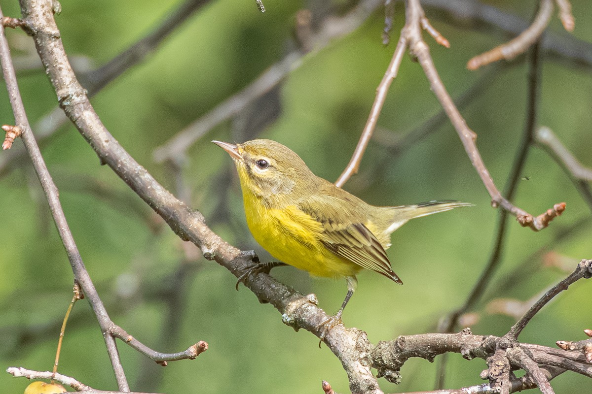 Prairie Warbler - ML623278609