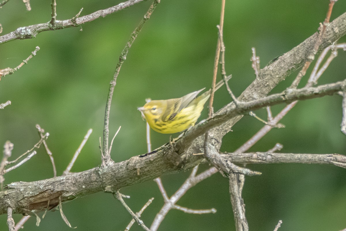 Prairie Warbler - ML623278610