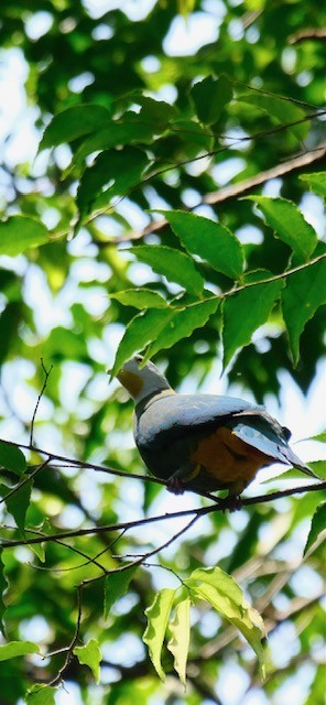 Black-naped Fruit-Dove - Chris Anderson