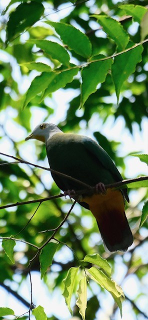 Black-naped Fruit-Dove - ML623278617