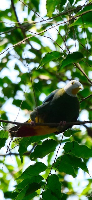 Black-naped Fruit-Dove - ML623278618