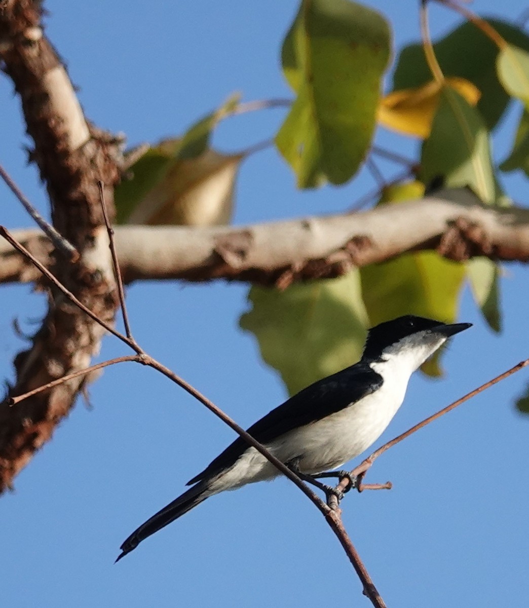 Paperbark Flycatcher - ML623278620