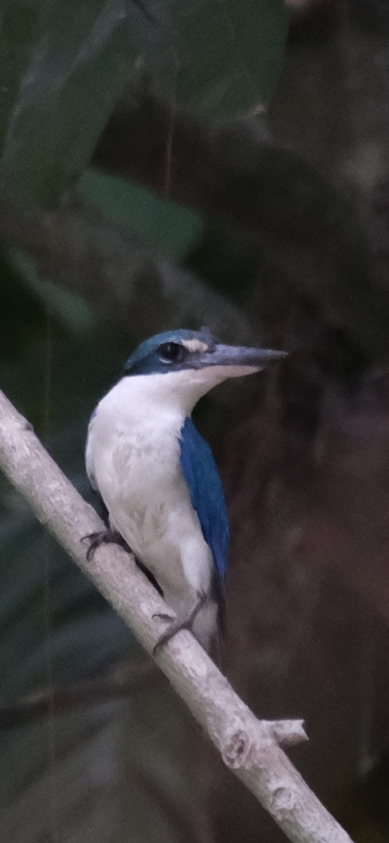 Collared Kingfisher - ML623278625