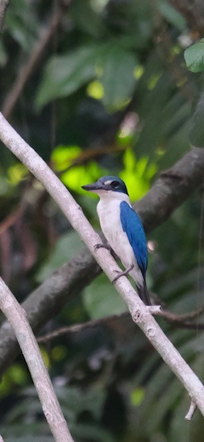 Collared Kingfisher - ML623278626