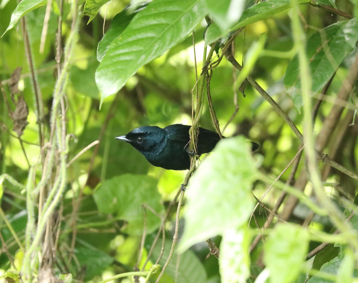 Shining Flycatcher - ML623278627