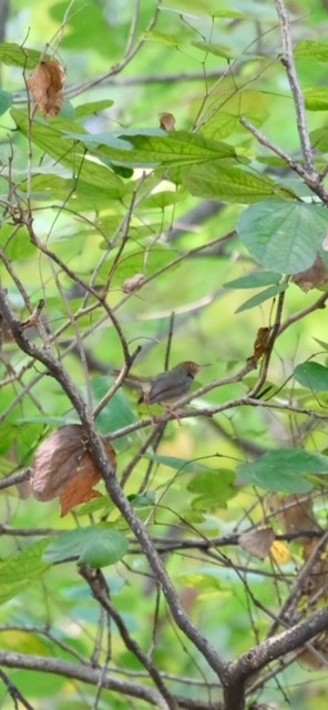 Olive-backed Tailorbird - ML623278633