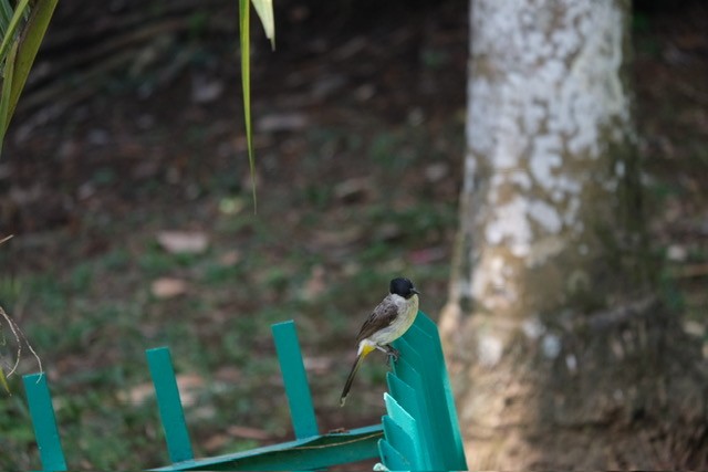 Yellow-vented Bulbul - ML623278639