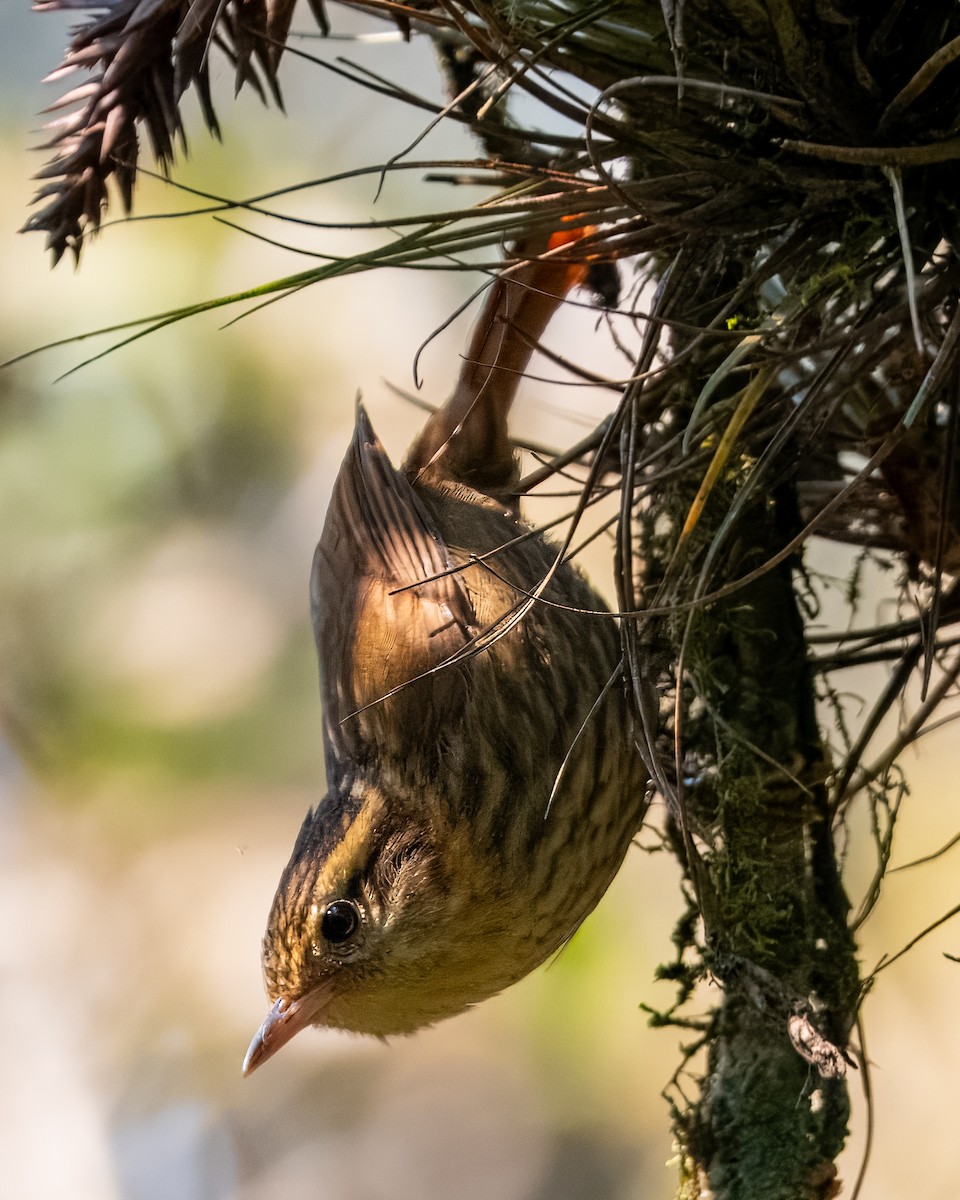 Sharp-billed Treehunter - ML623278642