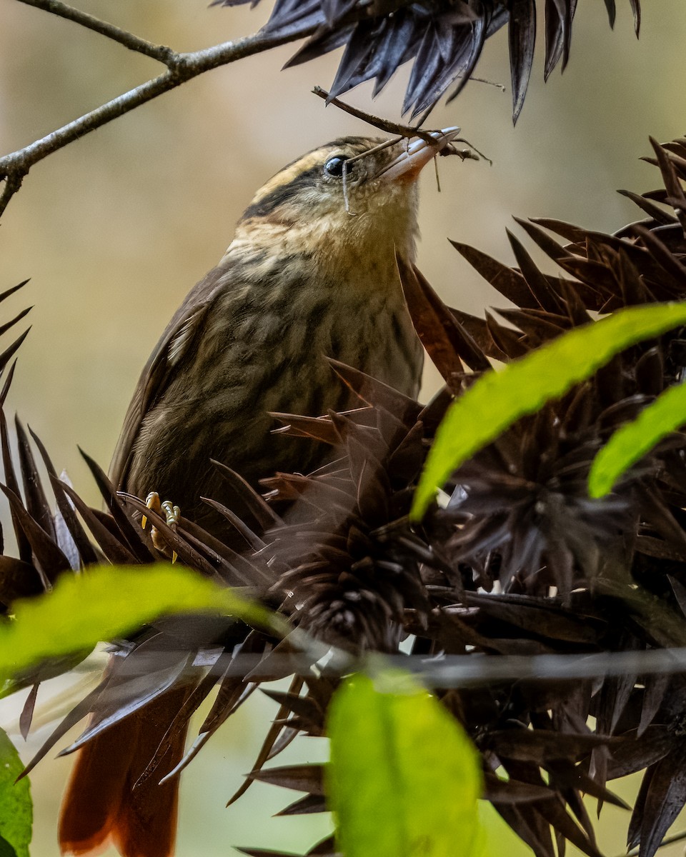 Sharp-billed Treehunter - Lupa Foto