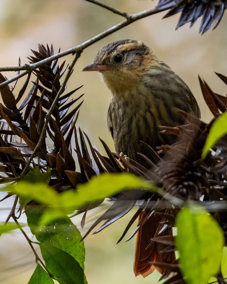 Sharp-billed Treehunter - ML623278644