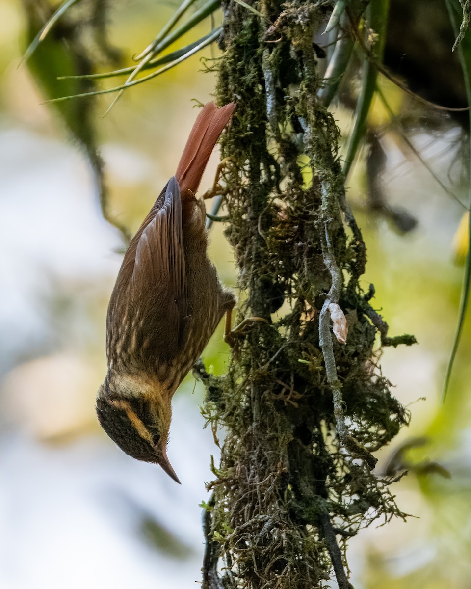 Sharp-billed Treehunter - ML623278645