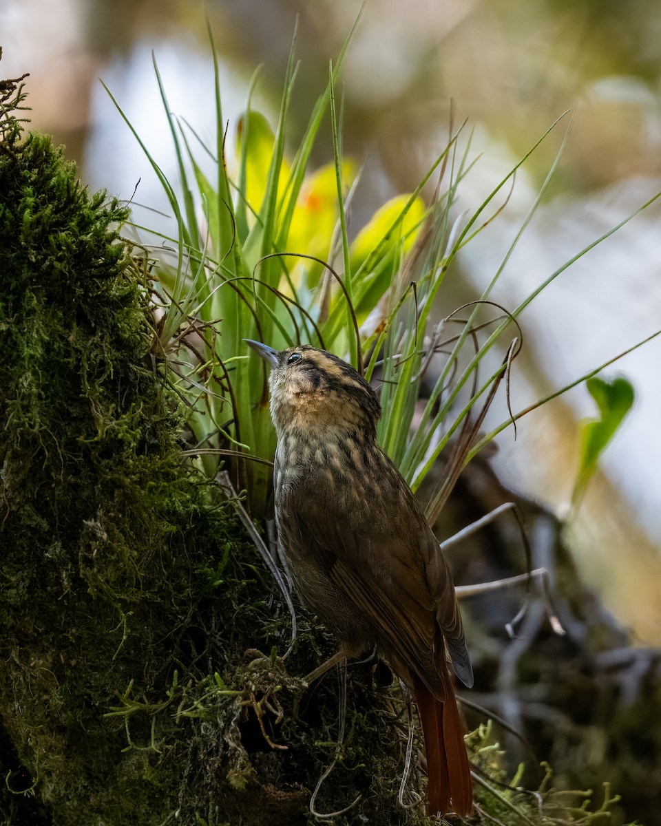 Sharp-billed Treehunter - ML623278646