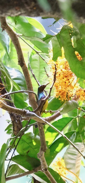 Brown-throated Sunbird - ML623278651