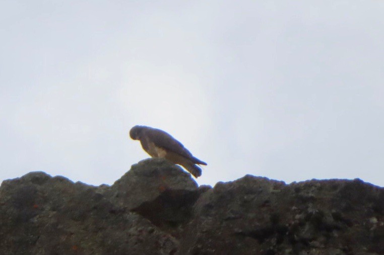 Swainson's Hawk - Bill Feusahrens